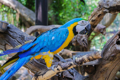 Close-up of blue parrot perching on tree branch