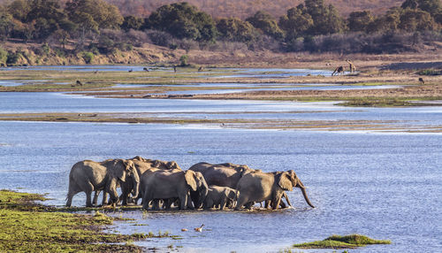Elephants walking in lake