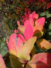 Close-up of pink flowering plant