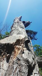 Low angle view of animal on tree trunk against blue sky