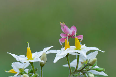 Close-up of pink flowering plant