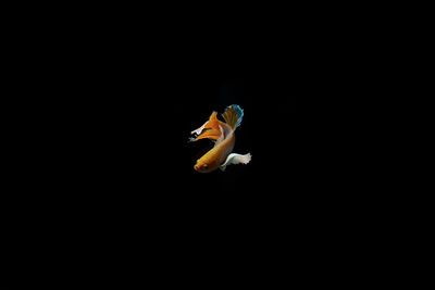 Fish swimming in sea