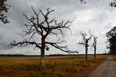 Bare tree on field against sky