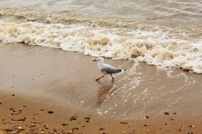 Seagull on beach