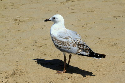 Close-up of bird perching on sand at beach