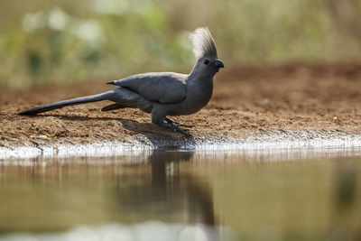 Close-up of bird perching on tree