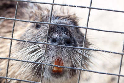 Close-up of horse in cage