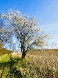Tree on field against blue sky
