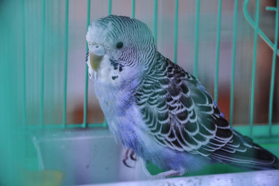 Close-up of parrot in cage