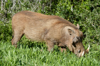 Close-up of warthog standing on grassy field