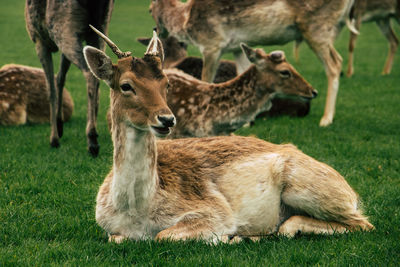 Deer in a field