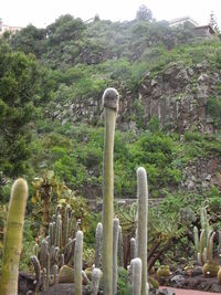 Cactus in garden against sky