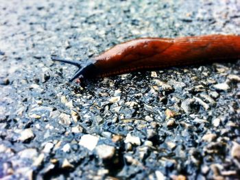 Close-up of snail on white surface