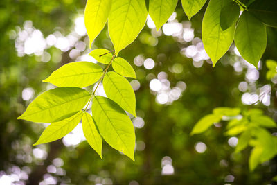 Low angle view of leaves on sunny day