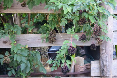 Close-up of ivy on plants