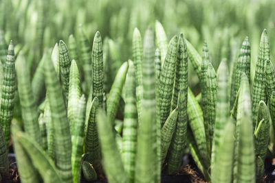 Close-up of succulent plant on field
