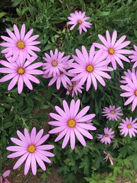 High angle view of purple flowering plants in park