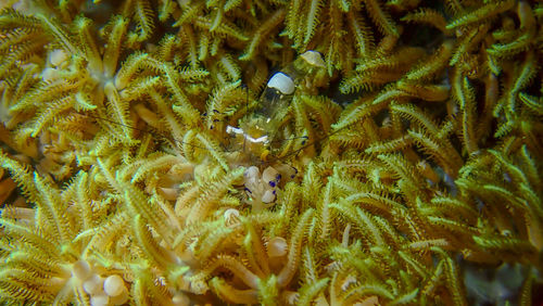 View of fish swimming in sea