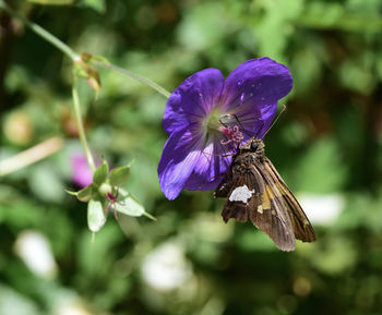 Close-up of butterfly pollinating on purple flower