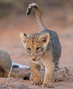 Lioness looking away