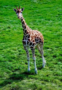 Giraffe standing on field