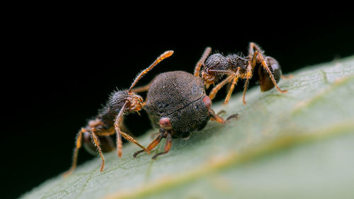 Close-up of ants