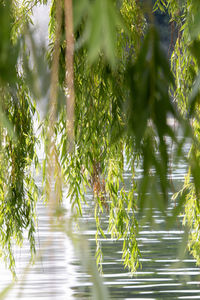 Plants and trees in water