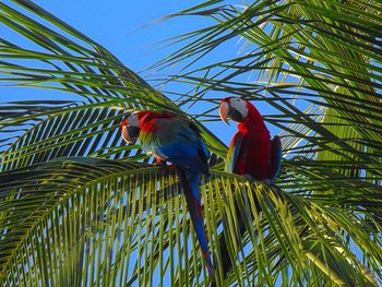 Low angle view of parrot perching on palm tree