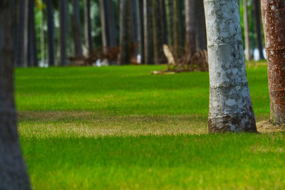 View of trees growing in field