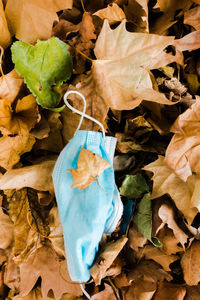 High angle view of dry leaves on blue surface