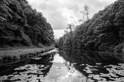 Reflection of trees in water against sky