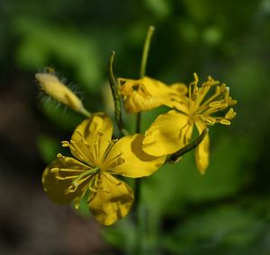 Close-up of yellow flowering plant