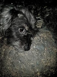 High angle portrait of dog