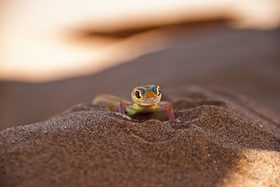 Close-up of turtle on sand