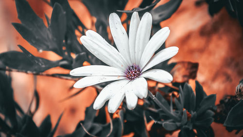 Close-up of white flowering plant