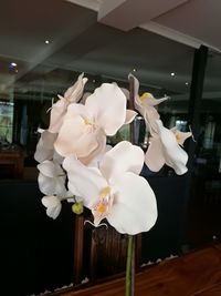 Close-up of white flowers on table