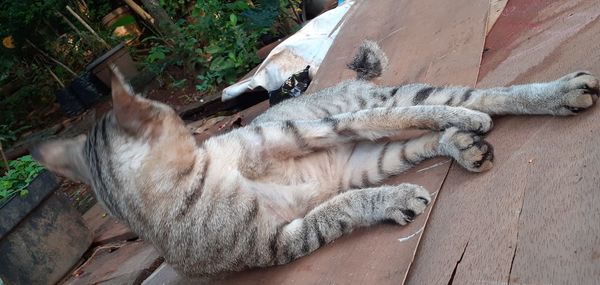 High angle view of cat sleeping