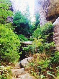 Stream flowing through rocks