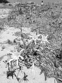 Plants growing on field