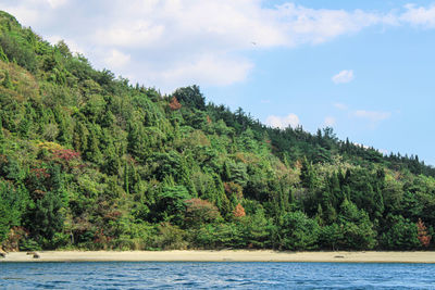 Scenic view of trees by sea against sky