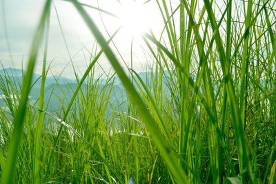 Close-up of wheat growing on field against sky