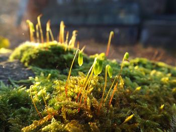 Close-up of plants against blurred background