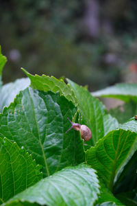 Close-up of insect on plant
