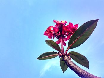 Low angle view of pink flowering plant against sky