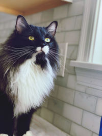 Close-up of a cat looking away