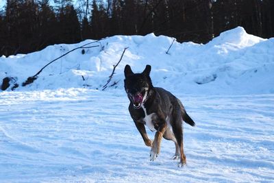 Black dog on snow field against sky