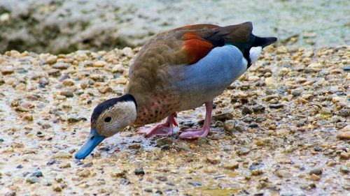 Close-up of bird perching on rock