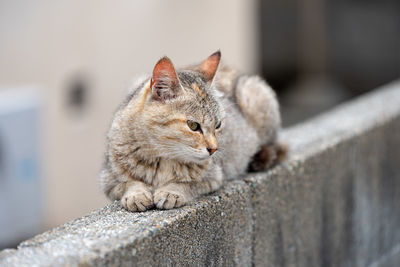 Cat sitting on retaining wall