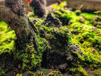 Close-up of moss growing on tree trunk