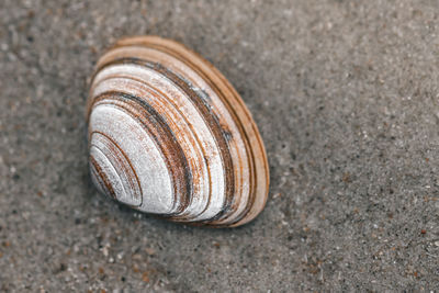 shell